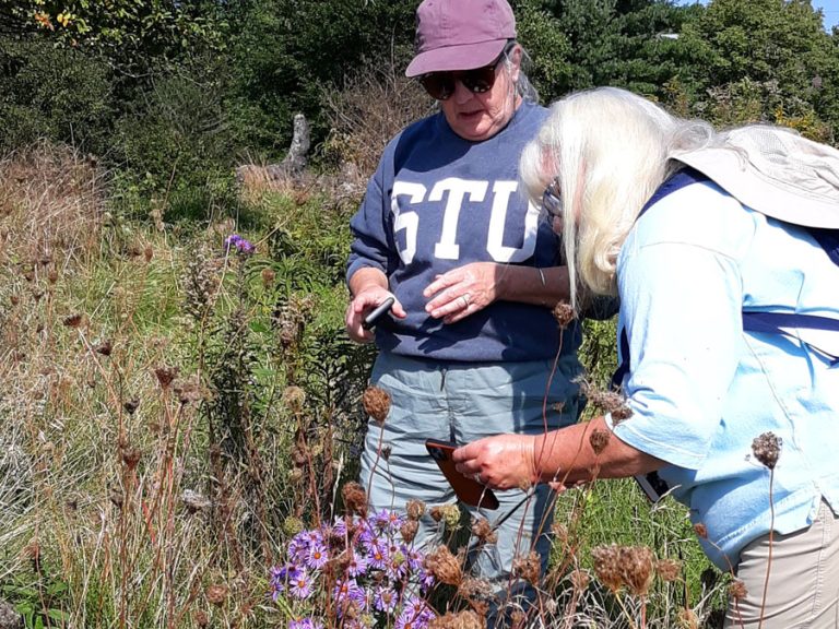 Late Summer Wildflower Identification - Fall 2023