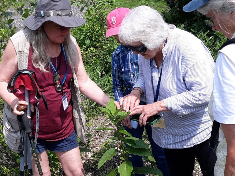 Milkweeds, Monarchs & Maine - Summer 2023