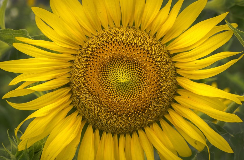 Close up of a sunflower showing spiral seed patterns