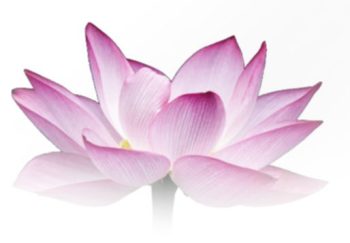 LotusBlossom